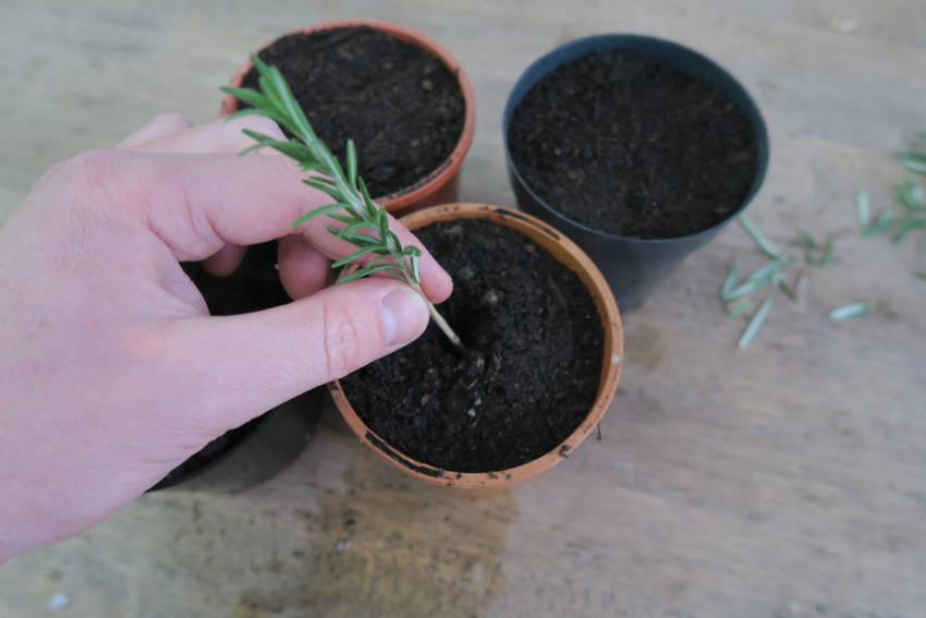 Rosemary Cutting 8